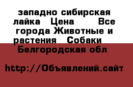 западно сибирская лайка › Цена ­ 0 - Все города Животные и растения » Собаки   . Белгородская обл.